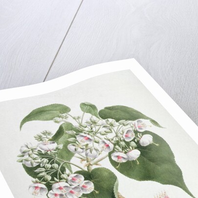 Walkuffa No.5 Dombeya torrida by James (1730-94) Bruce