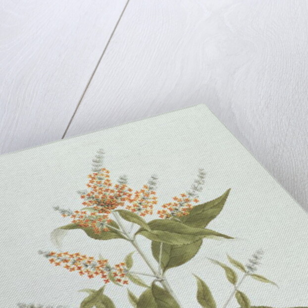 Umtar by James (1730-94) Bruce