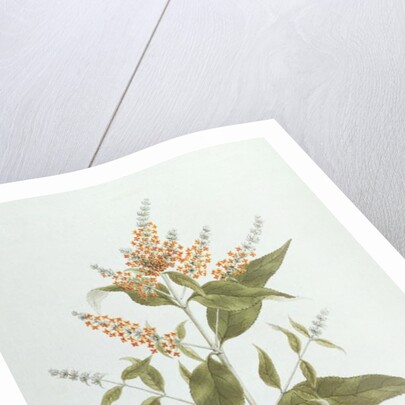 Umtar by James (1730-94) Bruce