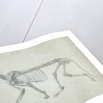 Lateral View of a Tiger Skeleton by George Stubbs