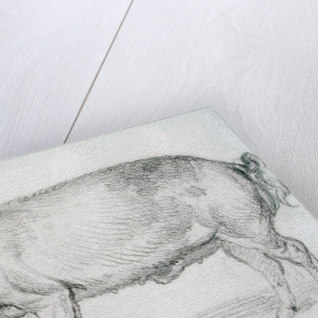 Hereford Boar, c.1803-04 by James Ward