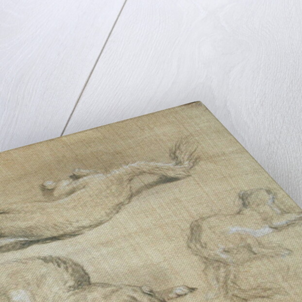 Ferrets by James Ward