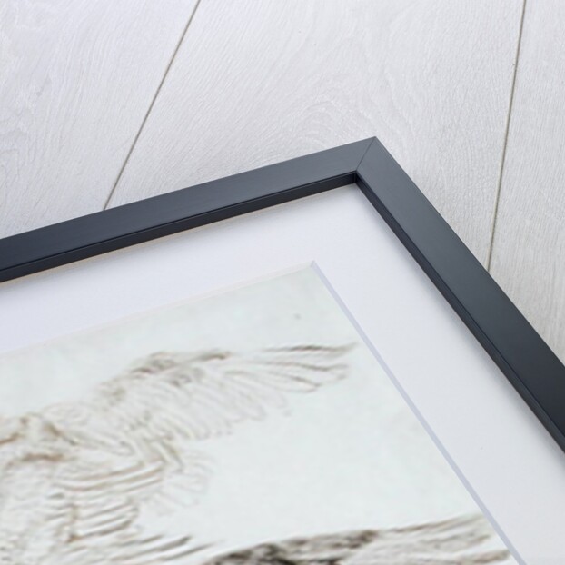 Eagles by James Ward