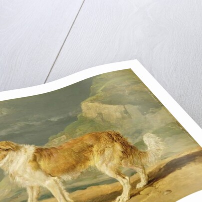 Rough-coated Collie, 1809 by James Ward
