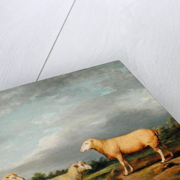 Ryelands Sheep, the King's Ram, the King's Ewe and Lord Somerville's Wether, c.1801-07 by James Ward
