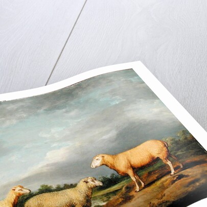 Ryelands Sheep, the King's Ram, the King's Ewe and Lord Somerville's Wether, c.1801-07 by James Ward
