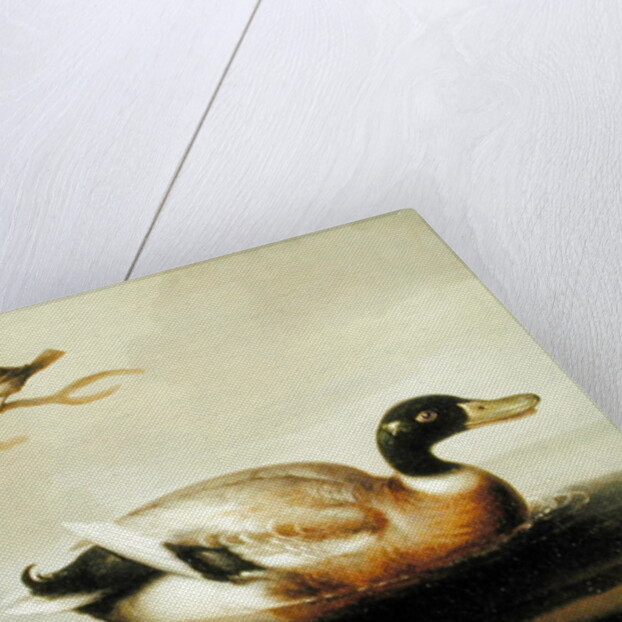 Mallard Duck and Other Birds, c.1700 by English School
