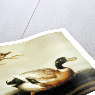Mallard Duck and Other Birds, c.1700 by English School