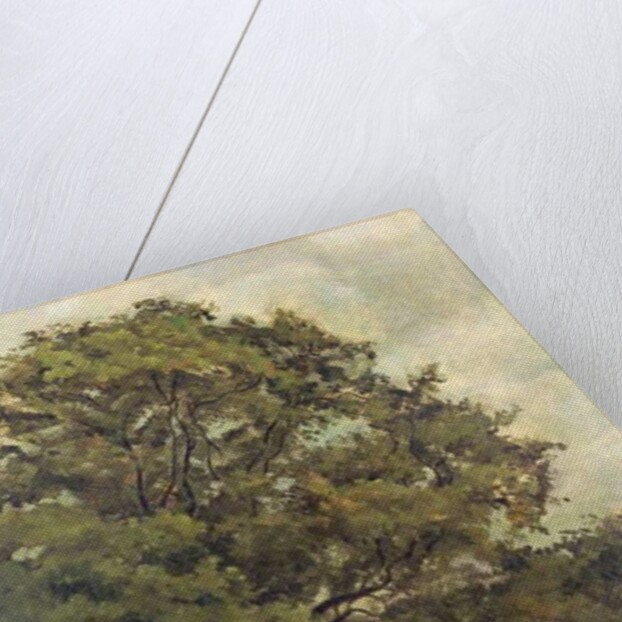 Study of an Ash Tree, c.1851 by Lionel Constable