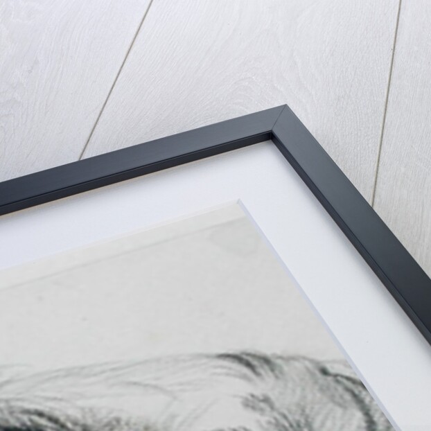 Sleeping Pig by James Ward