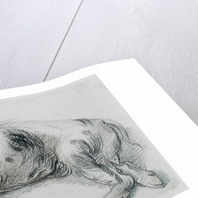 Sleeping Pig by James Ward