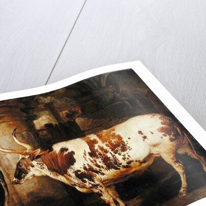 Portraits of two extraordinary oxen, the property of the Earl of Powis, 1814 by James Ward