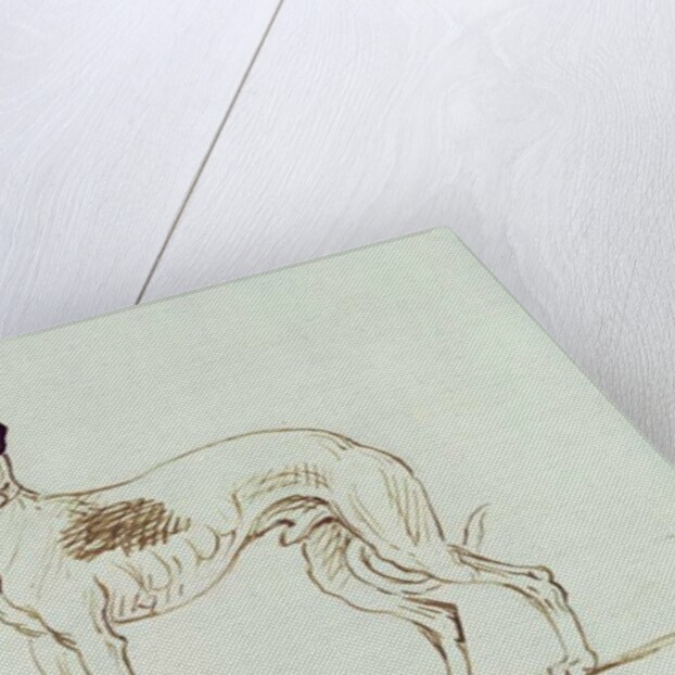 A Greyhound, Facing Left by James Seymour