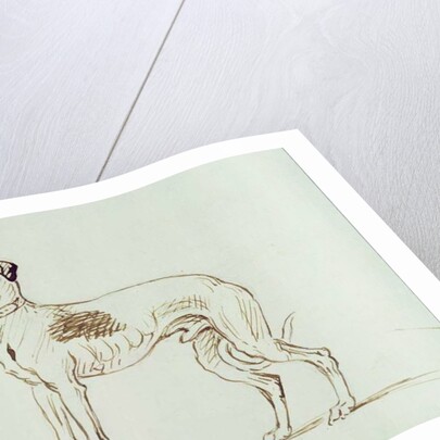 A Greyhound, Facing Left by James Seymour
