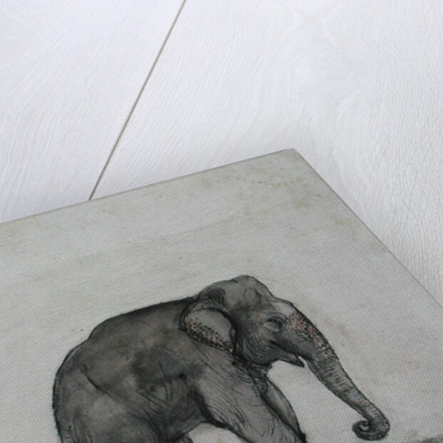 Elephant, c.1790 by Gungaram Tambat