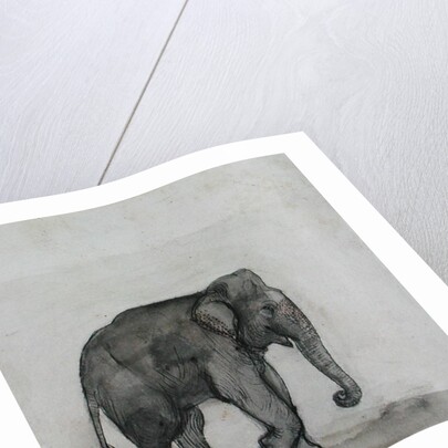 Elephant, c.1790 by Gungaram Tambat