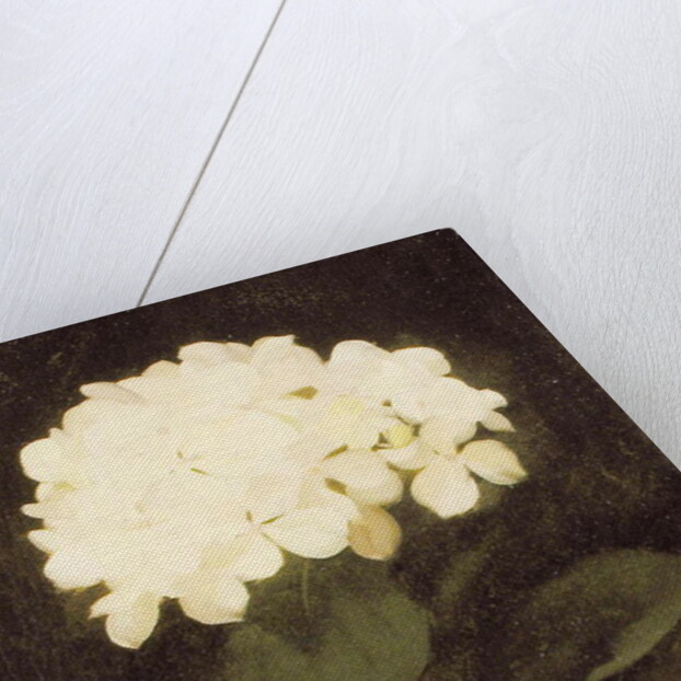 White Hydrangea by Stuart Park