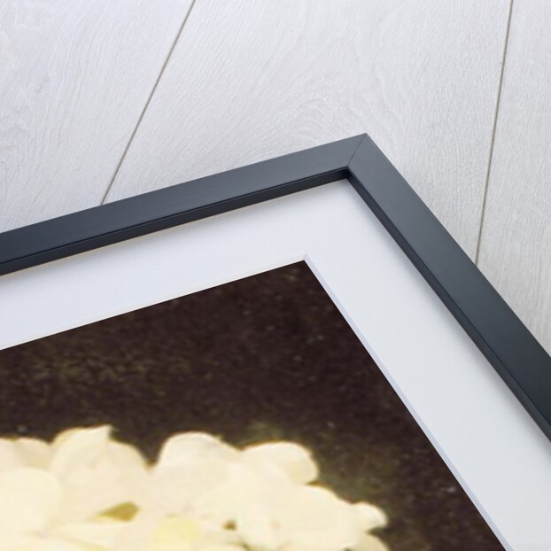 White Hydrangea by Stuart Park