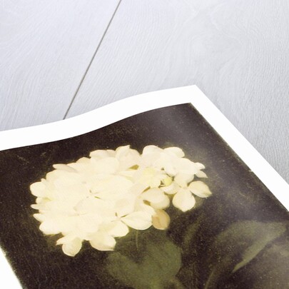 White Hydrangea by Stuart Park