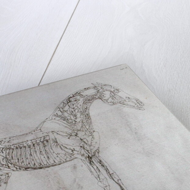 Illustration from The Anatomy of the Horse, including a particular description of the bones, cartilages, muscles...in eighteen tables by George Stubbs