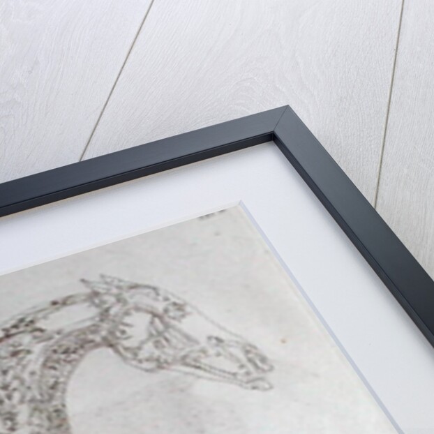 Illustration from The Anatomy of the Horse, including a particular description of the bones, cartilages, muscles...in eighteen tables by George Stubbs