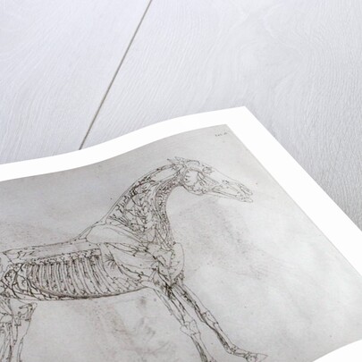 Illustration from The Anatomy of the Horse, including a particular description of the bones, cartilages, muscles...in eighteen tables by George Stubbs
