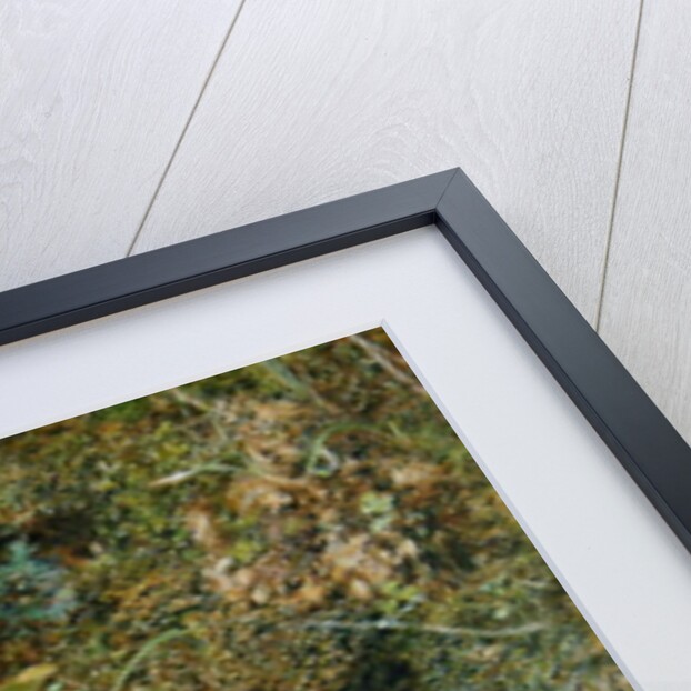 Bird's Nest with Sprays of Apple Blossoms, c.1845-50 by William Henry Hunt