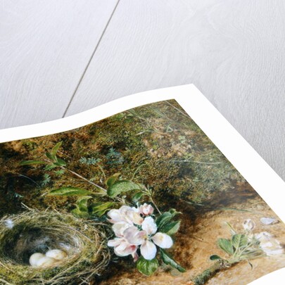 Bird's Nest with Sprays of Apple Blossoms, c.1845-50 by William Henry Hunt