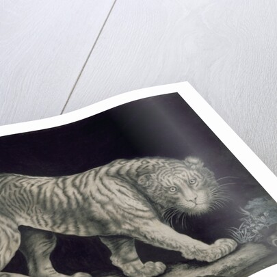 A Prowling Tiger by Elizabeth Pringle