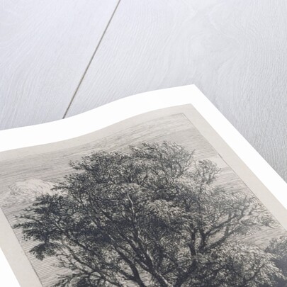 The Willow by Samuel Palmer