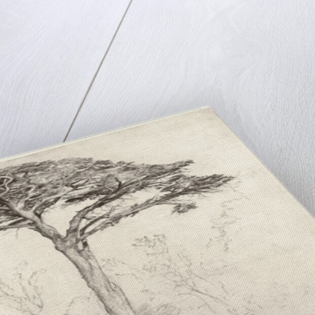 Old Cedar Tree in Botanic Garden, Chelsea, 1854 by Samuel Palmer