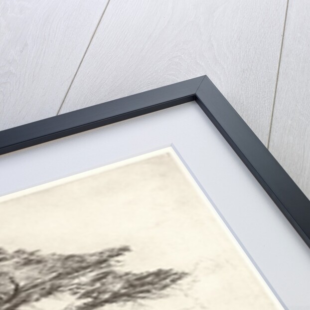 Old Cedar Tree in Botanic Garden, Chelsea, 1854 by Samuel Palmer