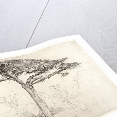 Old Cedar Tree in Botanic Garden, Chelsea, 1854 by Samuel Palmer