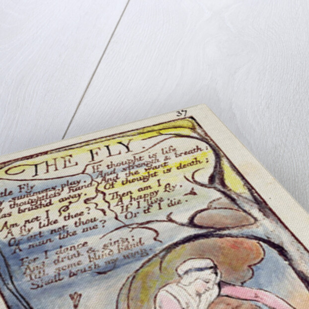 The Fly by William Blake