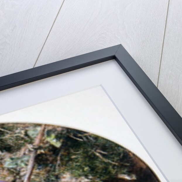 Plums and Mulberries, c.1860 by William Henry Hunt