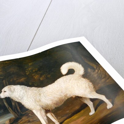 Portrait of a Dog, Ross, 1836 by David of York Dalby