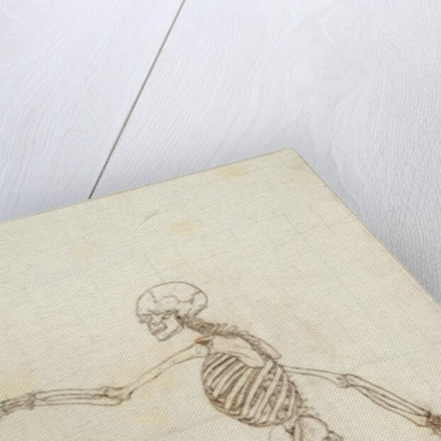 Study of the Human Figure, Lateral View by George Stubbs