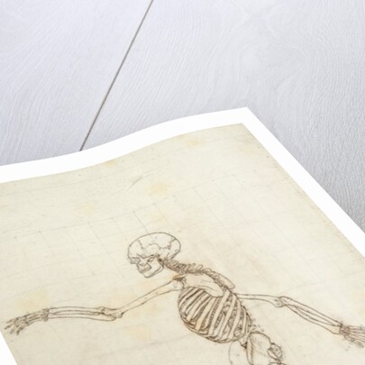 Study of the Human Figure, Lateral View by George Stubbs