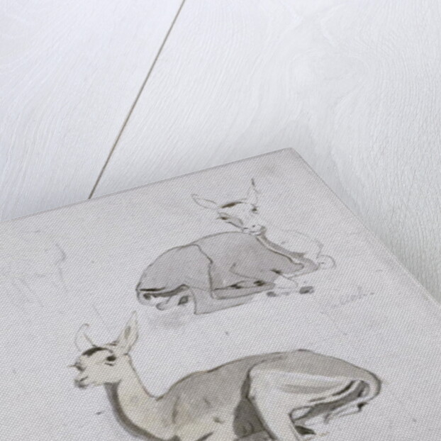 Studies of young Pallah Deer Resting, c.1802 by Samuel Daniell