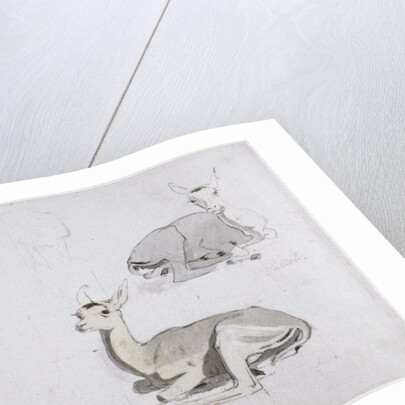 Studies of young Pallah Deer Resting, c.1802 by Samuel Daniell