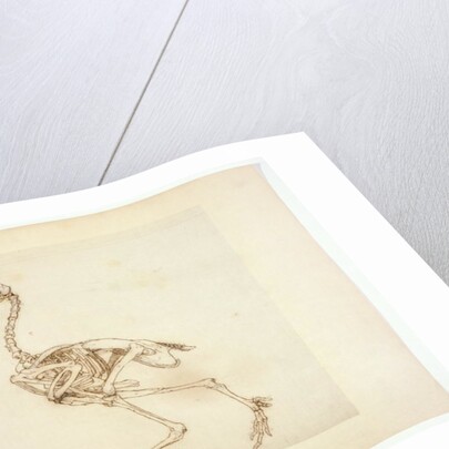 Dorking Hen Skeleton, Lateral View by George Stubbs