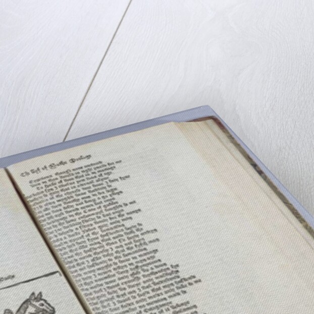 The Wife of Bath by English School