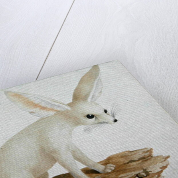 Fennec No. 3 Original of illustration in ' Travels through Abyssinia' by James Bruce