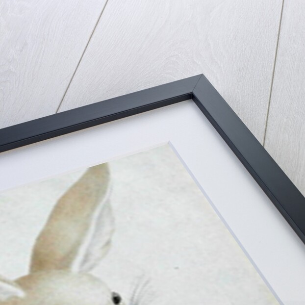 Fennec No. 3 Original of illustration in ' Travels through Abyssinia' by James Bruce