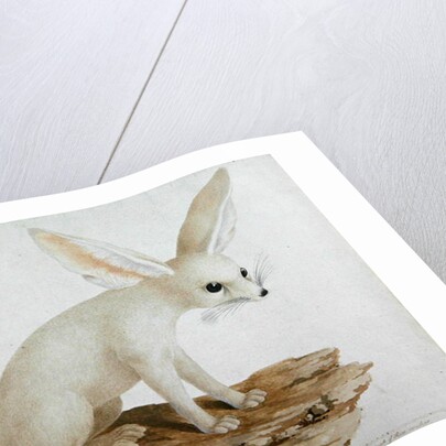Fennec No. 3 Original of illustration in ' Travels through Abyssinia' by James Bruce