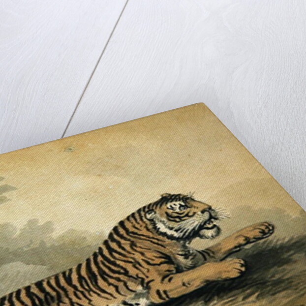 A Tigress leaping to the right, 1807 by Samuel Howitt