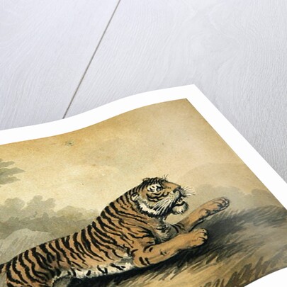 A Tigress leaping to the right, 1807 by Samuel Howitt
