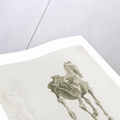 Tab. XV by George Stubbs