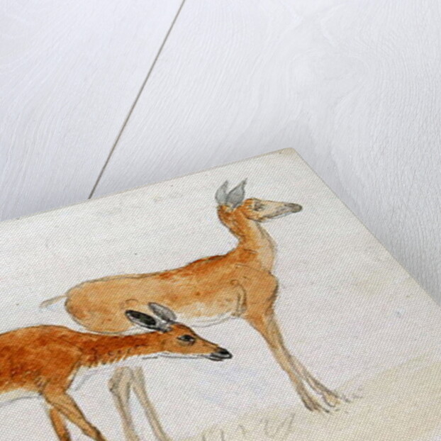 American Deer by Anthony Devis