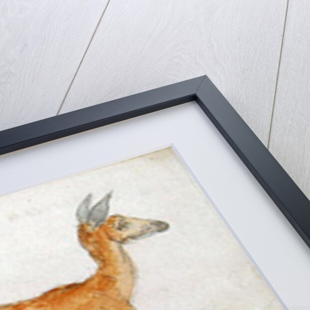 American Deer by Anthony Devis